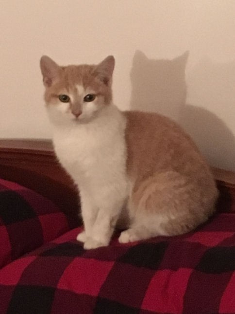 Cat Friendly Rescue Dogs Lancashire Cat Friendly Rescue Dogs Lancashire