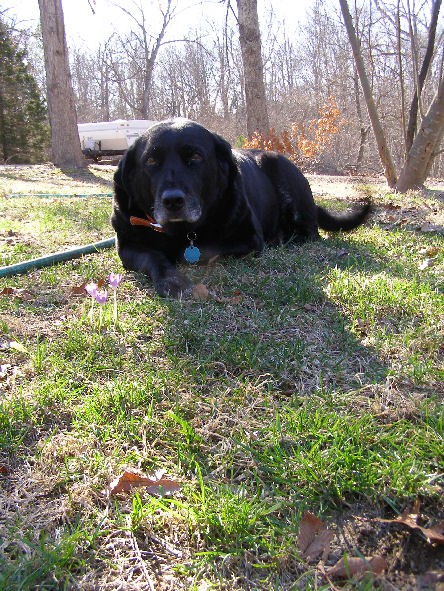 Dog Lays Down On Walk In Park Dog Lays Down On Walk In Park