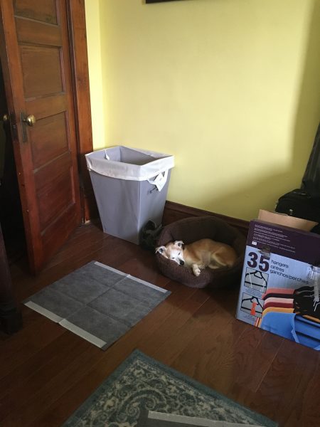 My Dog Was Sleeping And Woke Up And Peed My Dog Was Sleeping And Woke Up And Peed