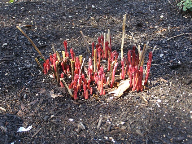 spring garden sex chat Count down to spring garden party on twitter gardenchat have you started any seeds for spring 2016 garden # by and check out the latest from twitter chat. spring garden sex chat Count down to spring garden party on twitter gardenchat have you started any seeds for spring 2016 garden # by and check out the latest from twitter chat.