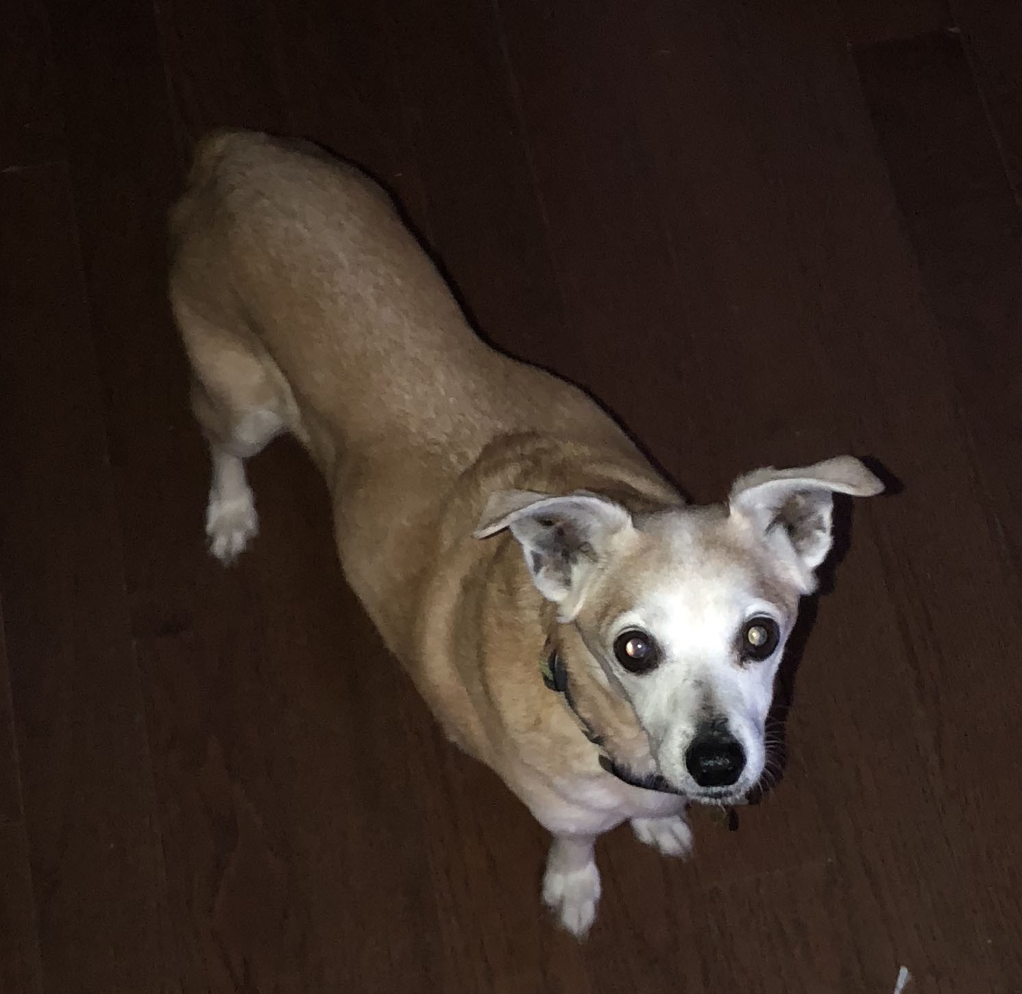 Dog Has Pudding Like Poop And Threw Up Food Dog Has Pudding Like Poop And Threw Up Food