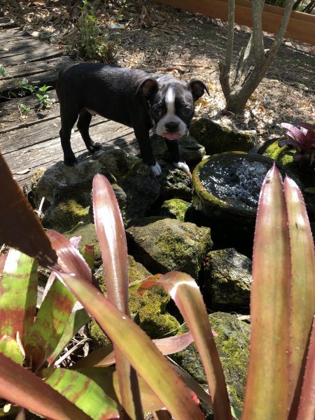 Https Www Cuteness Com Article How Quickly Do Dogs Digest Food Https Www Cuteness Com Article How Quickly Do Dogs Digest Food
