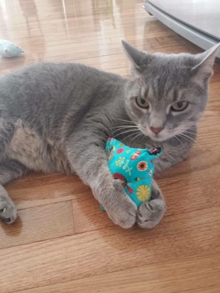 Can Cats Become Pregnant While Nursing Can Cats Become Pregnant While Nursing