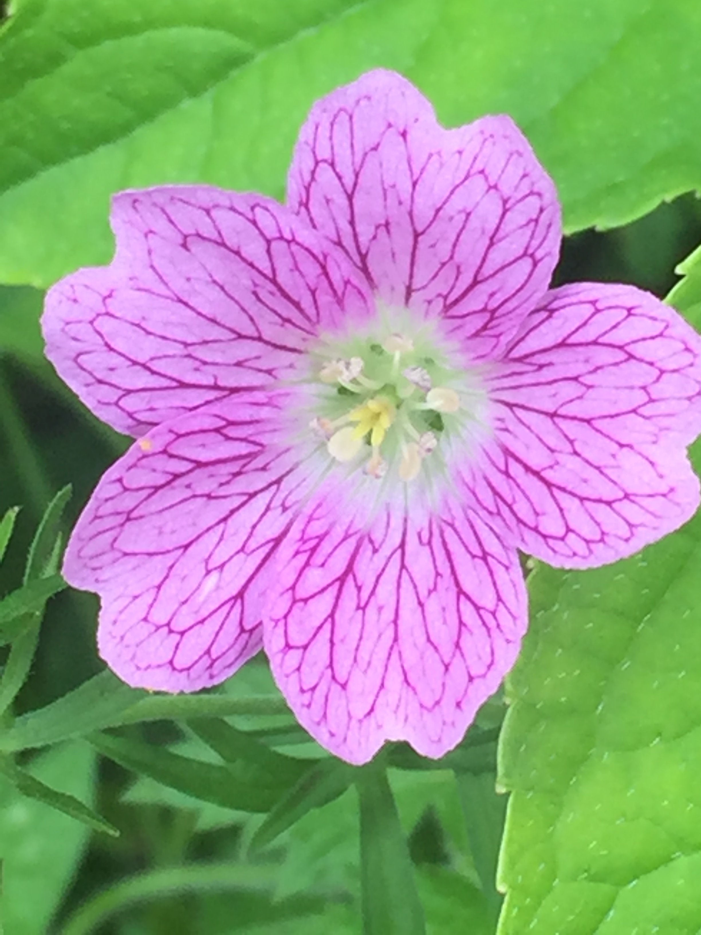 nursery chat A garden forum for the home gardener members provide helpful answers for home gardening questions in a number of topics. nursery chat A garden forum for the home gardener members provide helpful answers for home gardening questions in a number of topics.