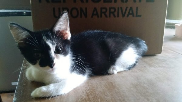 Https Www Petsmart Com Sale Cat Srule Best Sellers Pmin Sz Start Https Www Petsmart Com Sale Cat Srule Best Sellers Pmin Sz Start