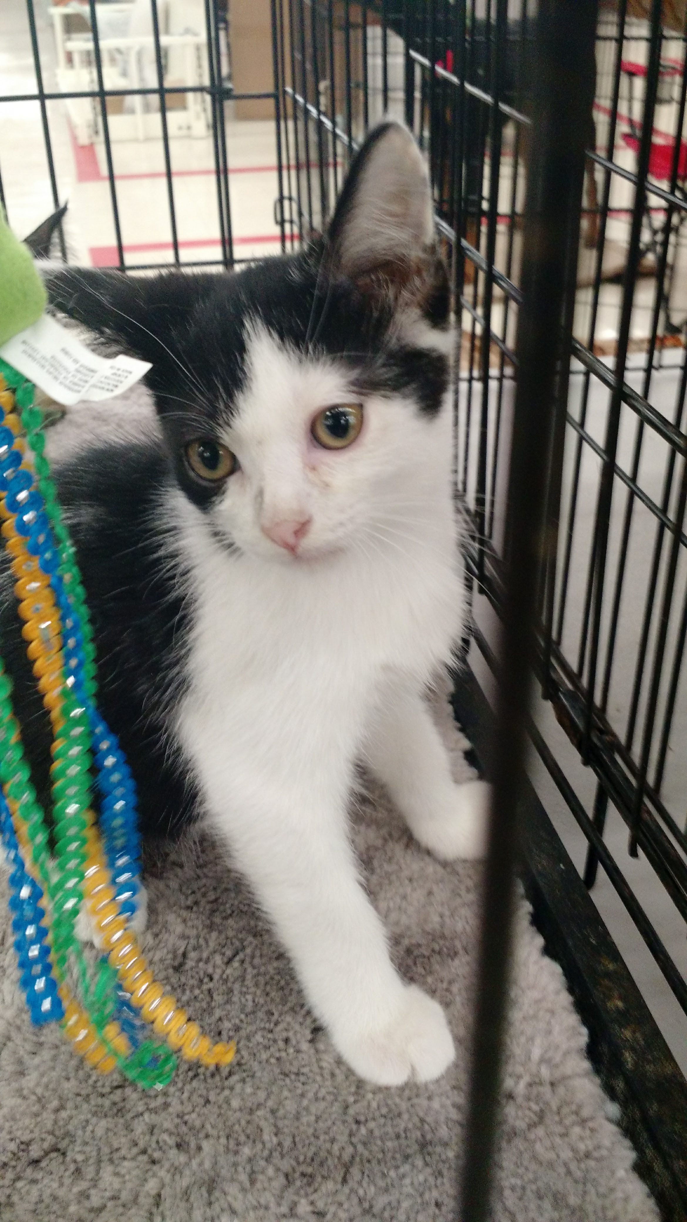 Https Www Petsmart Com Cat Food And Treats Freeze Dried Food Https Www Petsmart Com Cat Food And Treats Freeze Dried Food