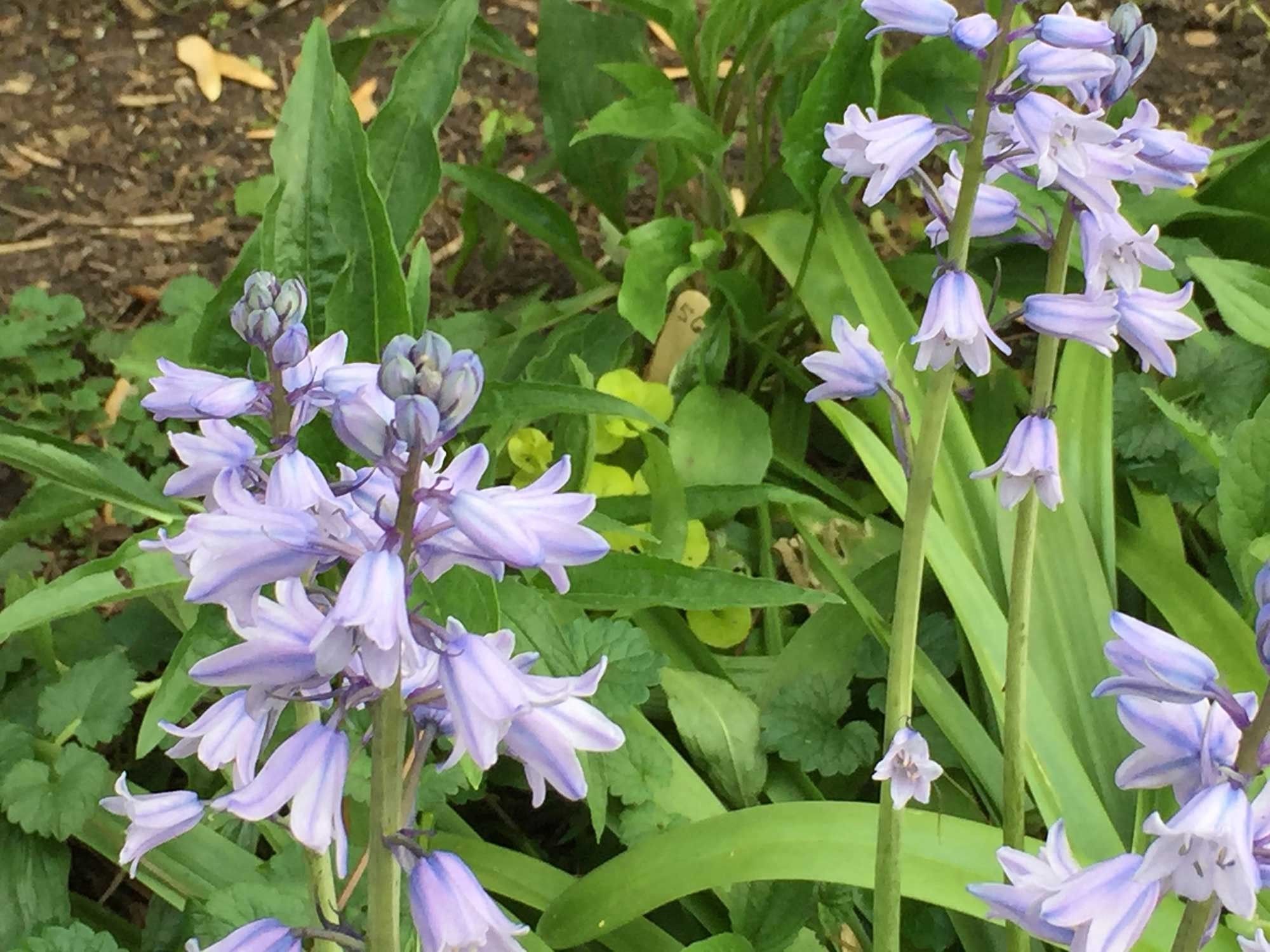 close-up of Spanish Bluebells against a backdrop of their green leaves