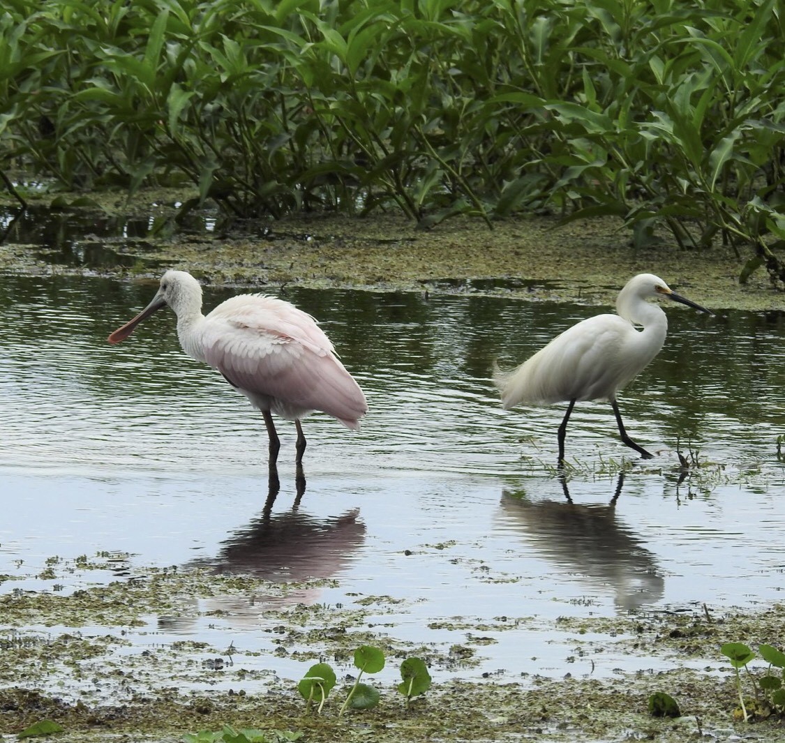 Roseate spoonbill and snowy egret wading in the Withlacoochee River