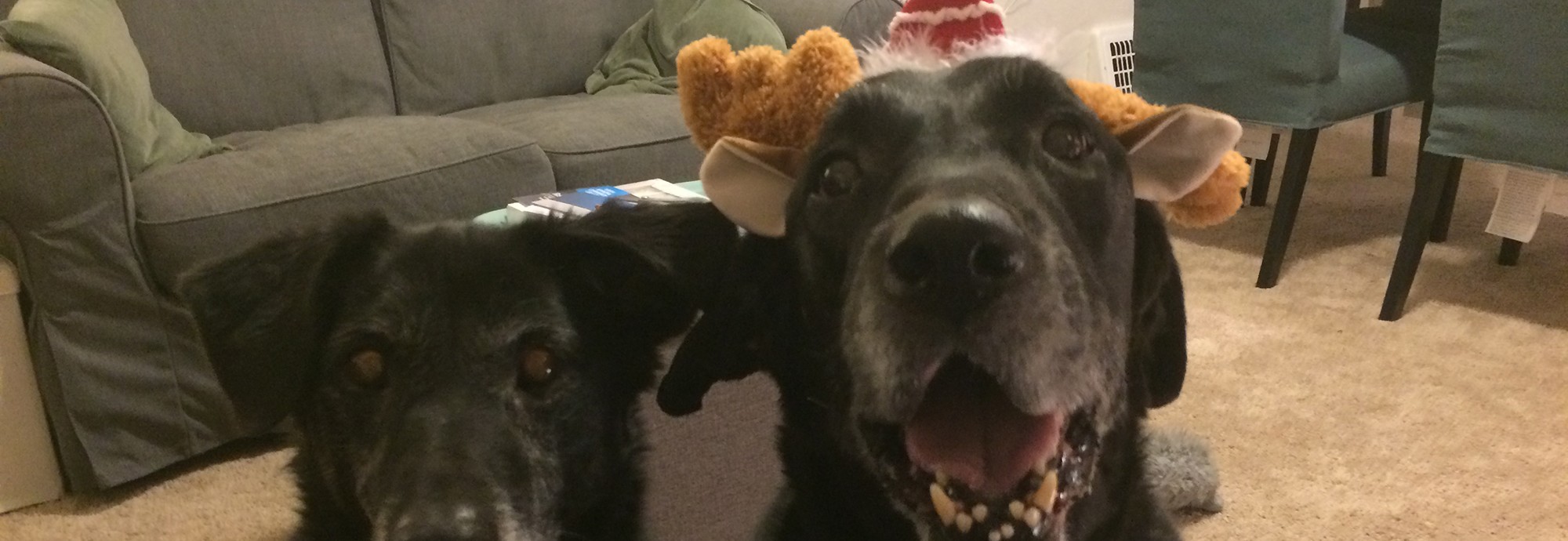 beloved Walter, wearing antlers, and Ellie, both looking right at the camera