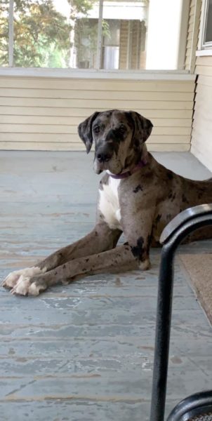 silver merle great dane