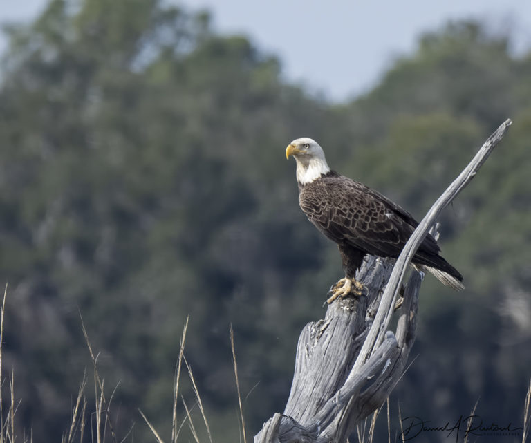 On The Road - Albatrossity - The Georgia and Florida coasts 4