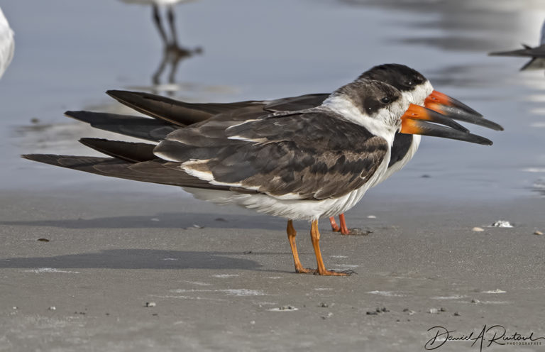 On The Road - Albatrossity - The Georgia and Florida coasts 1