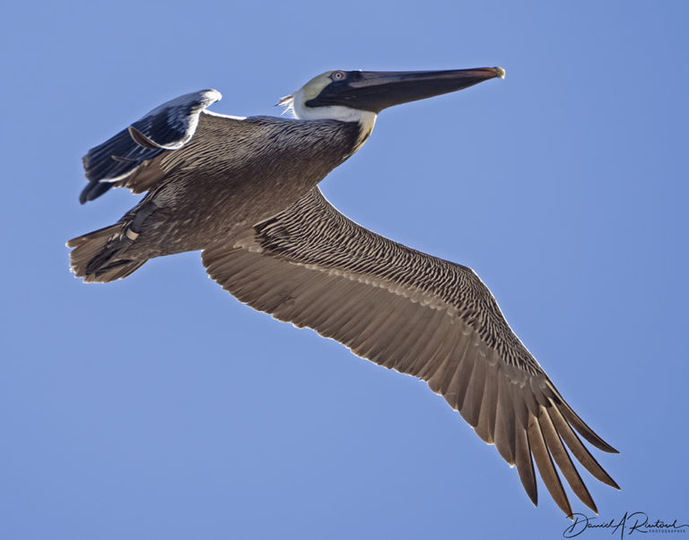 On The Road - Albatrossity - The Georgia and Florida coasts 6