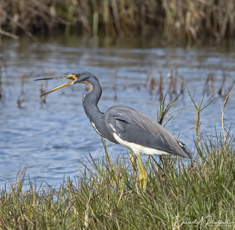 On The Road - Albatrossity - The Georgia and Florida coasts 5