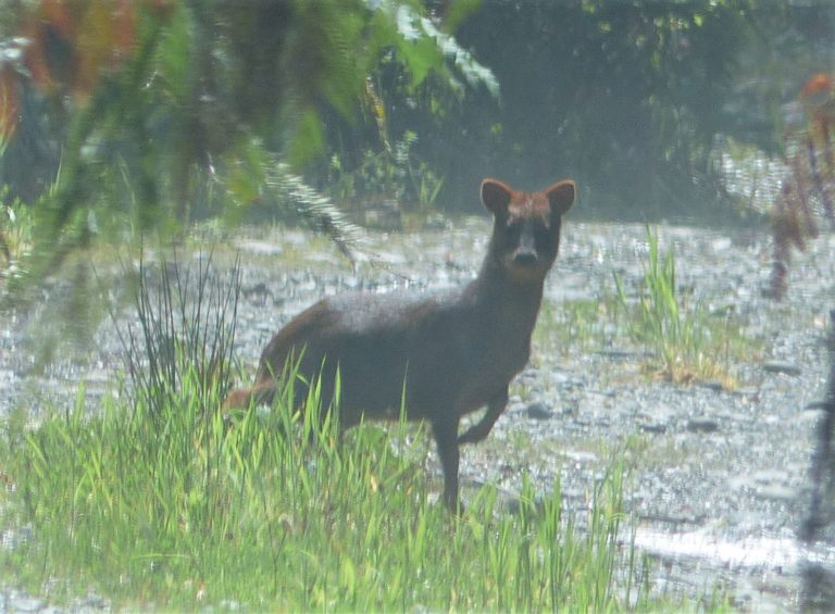 On The Road - Mike S (Now with a Democratic Congressperson!) - Tepuhueico Park, Chiloé Island, Los Lagos Region, Chile 2