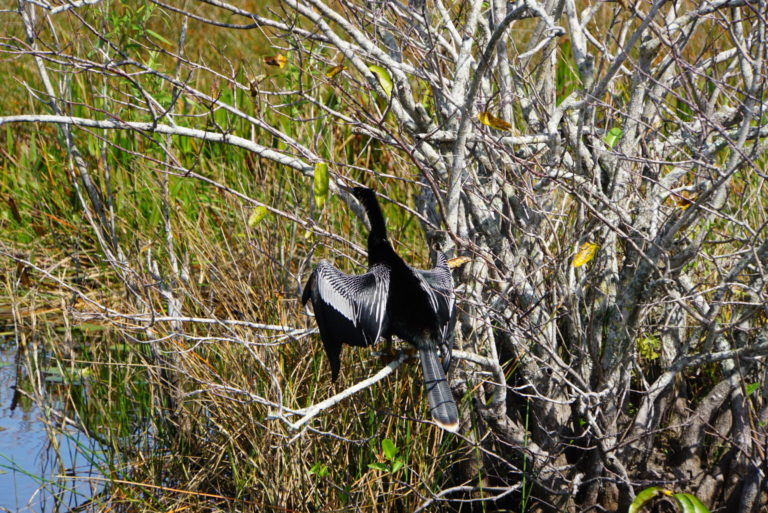 On The Road - frosty - Everglades Birds 7