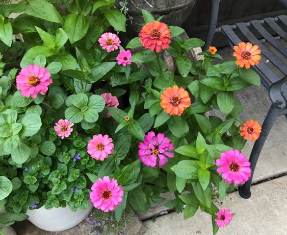 Sunday Morning Garden Chat: Chicago Blooming 1