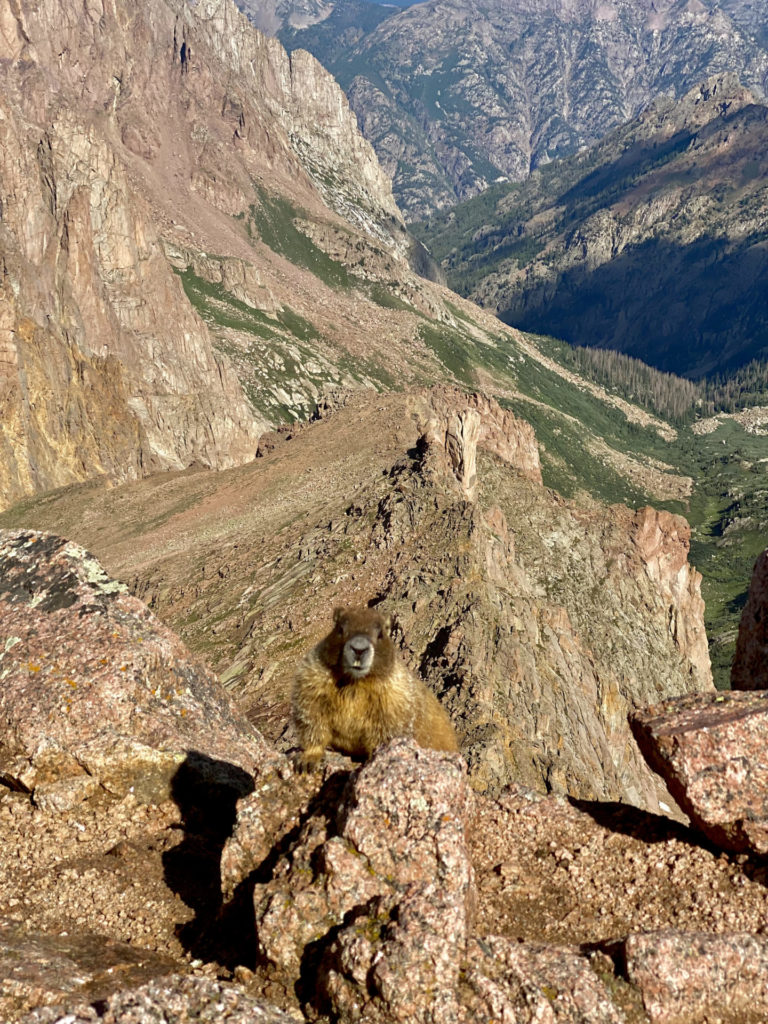 On The Road - Wag - Chicago Basin 5/5 – Critters of the Chicago Basin 2