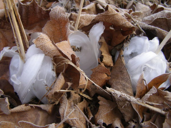 Sunday Morning Garden Chat: Frost Flowers! 1