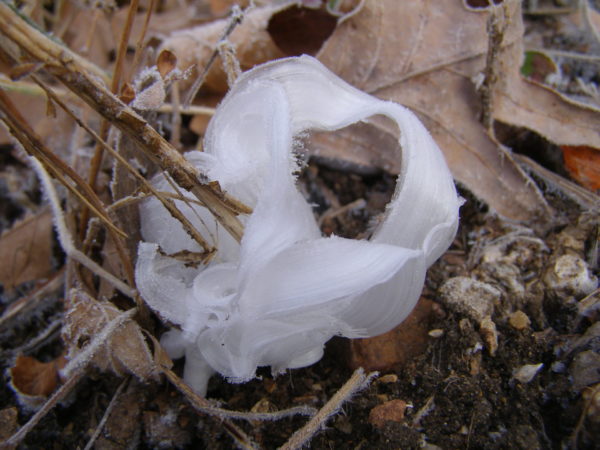 Sunday Morning Garden Chat: Frost Flowers! 3