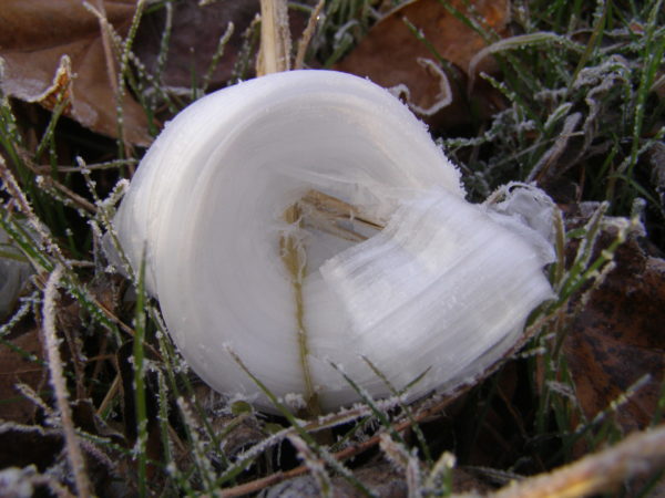 Sunday Morning Garden Chat: Frost Flowers! 5