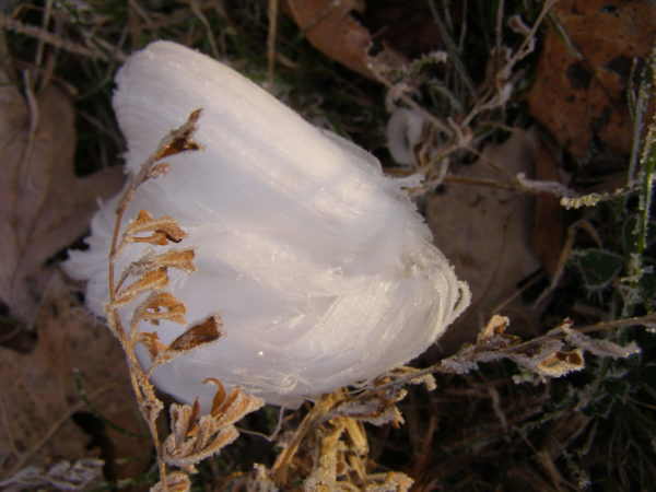 Sunday Morning Garden Chat: Frost Flowers! 7