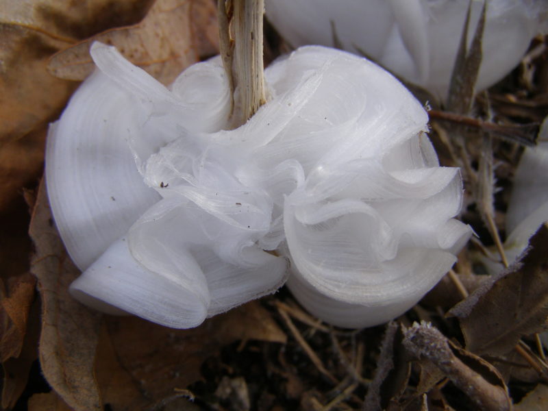 Sunday Morning Garden Chat: Frost Flowers!