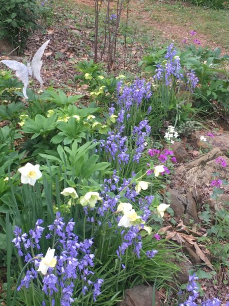 Sunday Morning Garden Chat: FLOWERS! 4