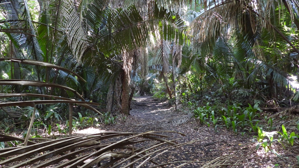 On The Road – Mike S  (Now with a Democratic Congressperson!) – Belize, December 2021 part two, Entering the Maya Selva at ChanChich Lodge